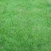 Empire Zoysia